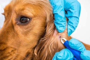 Azərbaycan, Gəncə   şəhəri akademik Həsən Əliyev prospekti 6 Parazit Tedavisi