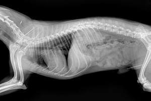 Azərbaycan, Gəncə   şəhəri akademik Həsən Əliyev prospekti 6 Röntgen ve Laboratuvar Testleri